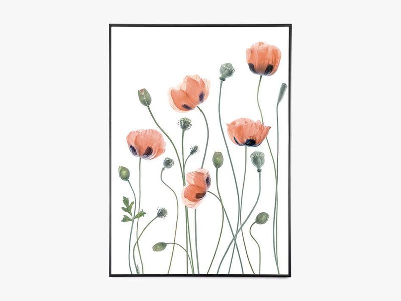 Poppies