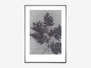Thuja smoke