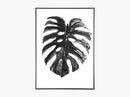 Plants - Monstera Deliciosa - Sort/Hvid