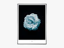 Floralê - Beautiful World Plakat