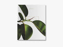 Green Home Book
