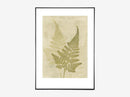 Fern olive
