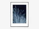 Silvergrass 2 midnight blue
