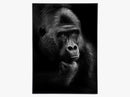 Gorilla Thoughts