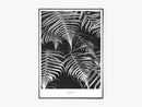Polypodiopsida - Beautiful World Plakat