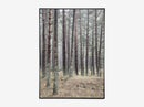 Pine trees
