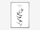 Plant Series vol 2 – Eucalyptus Plant.