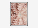 Octo