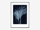 Silvergrass 1 midnight blue