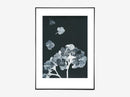 Hortensia black ink
