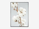 COTTON KISS