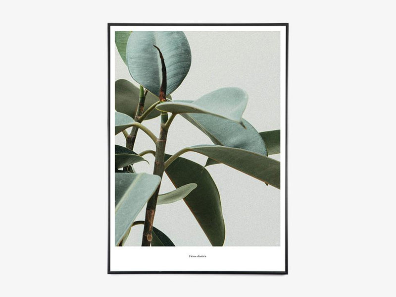 Ficus Elastica - Beautiful World Plakat