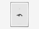 Whale Reprise