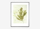 Seaweed ochre green