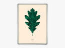 QUERCUS ALBA – OAK LEAF