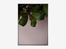 GREEN LEAVES