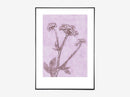 Groundelder violet
