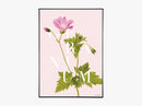 Geranium